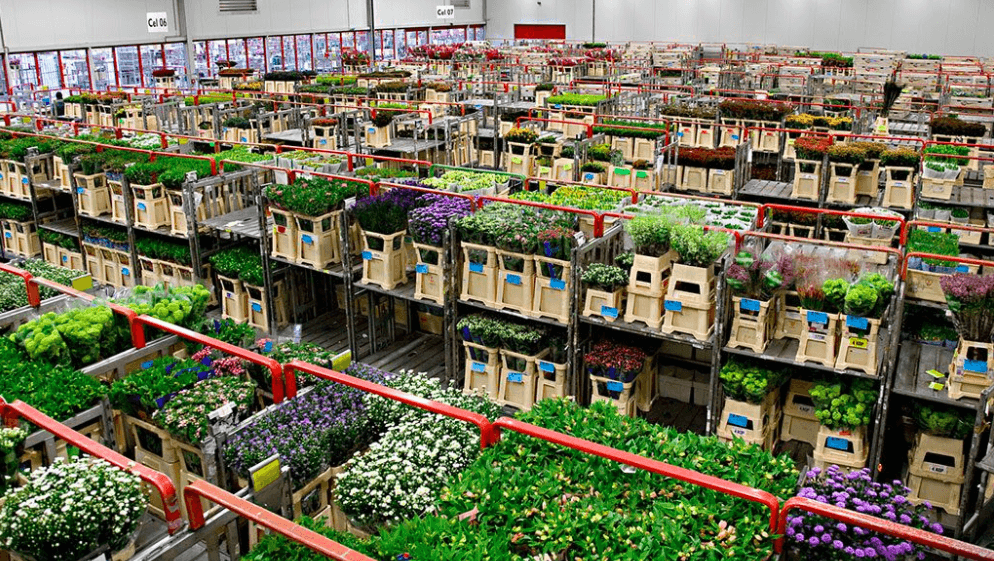 Flowers packed for shipping in warehouse Hilverda de Boer